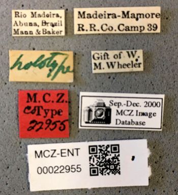 Media type: image;   Entomology 22955 Aspect: labels